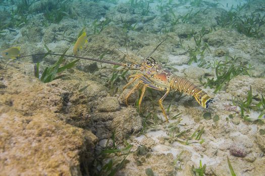 Panulirus argus walking on the bottom of the ocean 