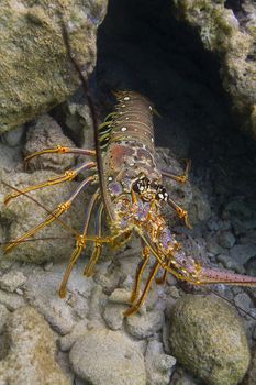 Lobster hidding in a crevace under water