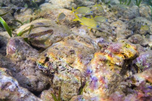 a couple of juvenile Haemulon flavolineatum swimming over rocks