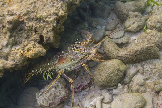 Panulirus argus hidding in a crevace under water  