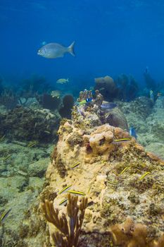 thalassoma bifasciatum nursery, with multiple phase of the fish, from adult to juvenile