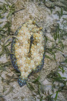 Peacock flounder resting on a rock with grass algea