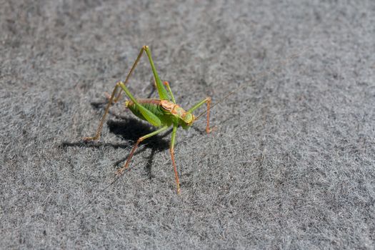 Speckled Bush Cricket Male on carpet during summer.