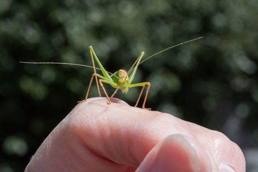 Speckled Bush Cricket Male on hand during summer.