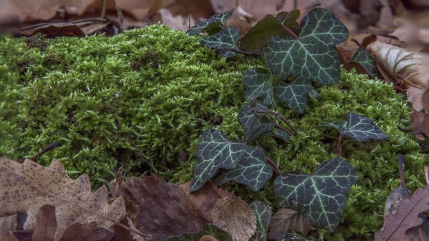Ivy and moss covered by dry leaves