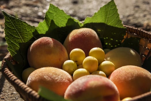 Juicy peaches and cherry plums lie in a basket under the rays of a warm sunset