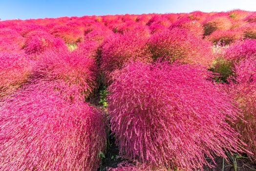 Kochia and cosmos bush with hill landscape Mountain,at Hitachi Seaside Park in autumn with blue sky at Ibaraki, Japan