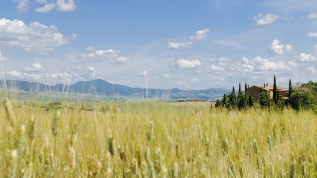 Scenic view of typical Tuscany landscape in Val D'Orcia: hills, meadows and wheat fields. Tuscany, Italy, Europe