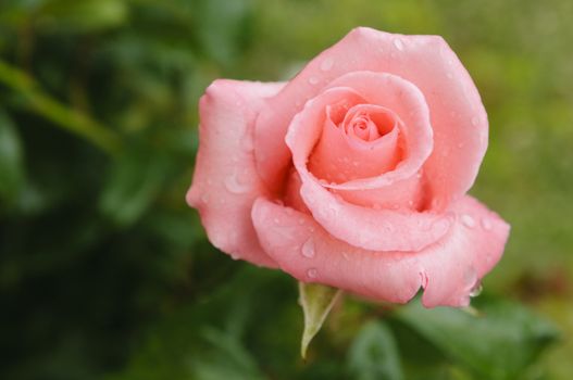 A beautiful fully grown pink rose with rain drops. Shallow depth of field