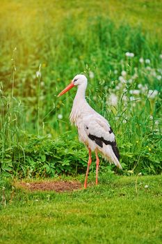 White Stork Standing on the Green Grass