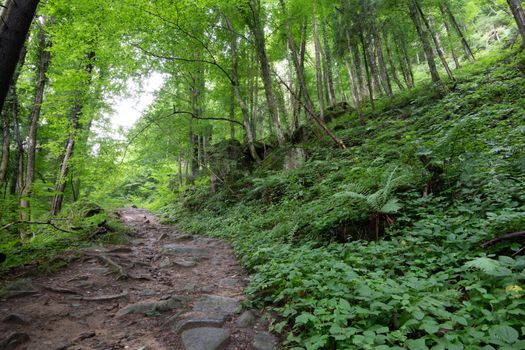 Hiking trail in lush green forest in summer time, rocks and boulders above the trail