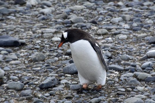 Stock pictures of penguins in the Antarctica peninsula