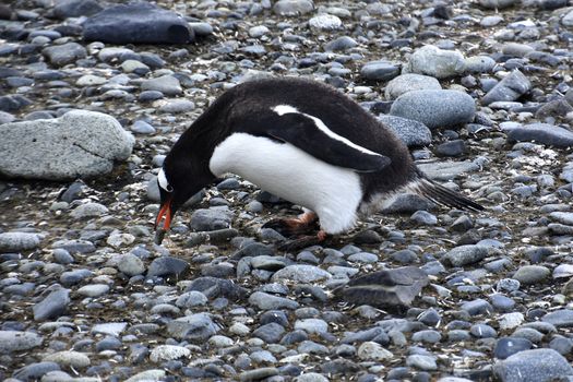 Stock pictures of penguins in the Antarctica peninsula