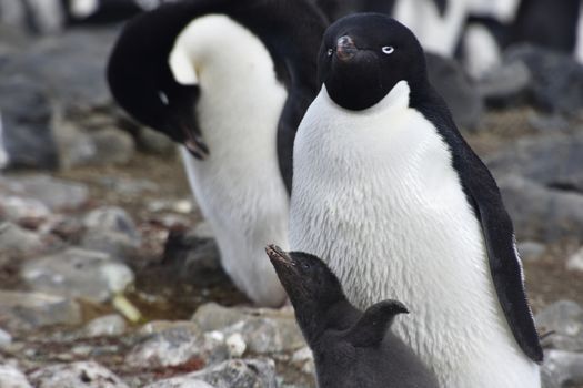 Stock pictures of penguins in the Antarctica peninsula