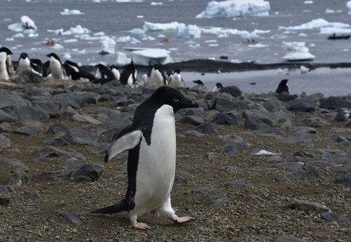 Stock pictures of penguins in the Antarctica peninsula