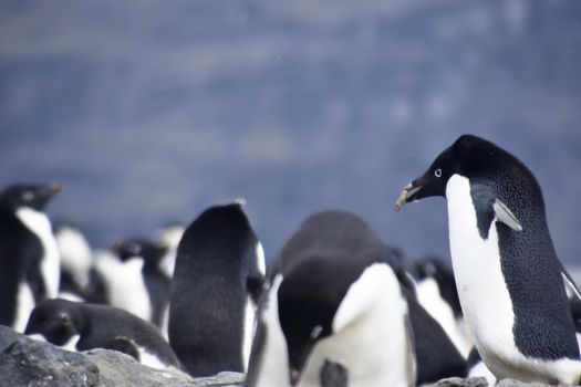 Stock pictures of penguins in the Antarctica peninsula