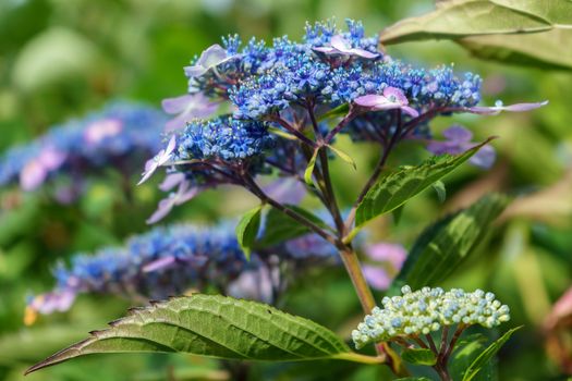 Blue Lacecap Hydrangea flowering