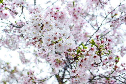 Soft focus of beautiful pink sakura, cherry blossom in Japan