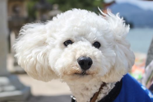 Very cute Bolognese dog with blue T-shirt in a sunny day