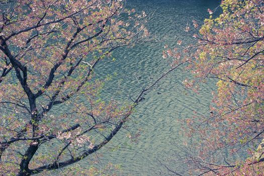 Vintage colored photo of a bunch of bright japanese cherry blossom flowers with small ripple of lake