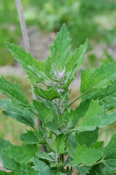 Lush quinoa plant supported by a cane, growing in an allotment