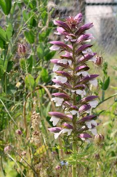 Eye-catching bear's breeches plant with a tall flower spike and white petals