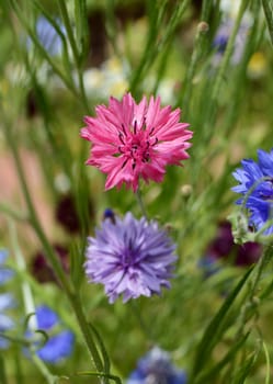 Vivid pink cornflower - bachelors button - among blue and purple blooms in a wild flower garden