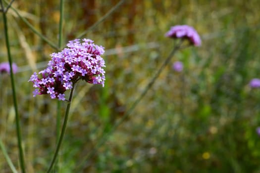 Long stems of delicate purple flowers on a herbaceous verbena - purpletop vervain - plant