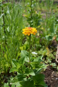 Zinnia plant with bold yellow flower grows against background of lush flower bed