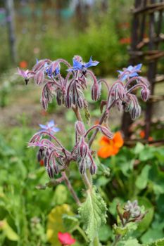 Borage plant with downturned blue flowers grows in a thriving garden in the summer