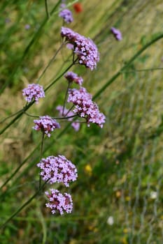 Multiple stalks of verbena - purpletop vervain -, topped with tiny purple flowers