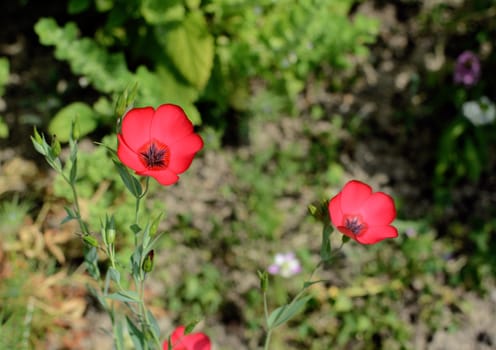 Scarlet flax flowers, linum grandiflorum, with copy space