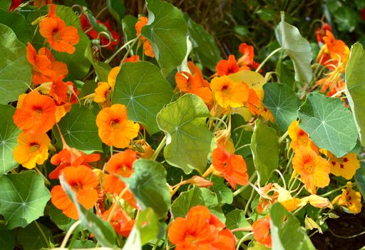 Tiny hoverfly flies above abundant orange nasturtium flowers and green leaves