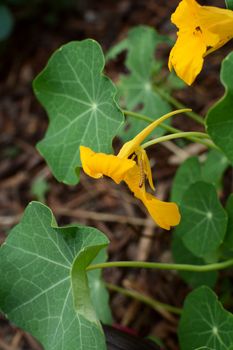Cabbage white caterpillar crawling down a yellow nasturtium flower. The leaves of the plant provide food for the newly-hatched caterpillars.