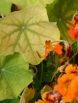 Black and yellow cabbage white caterpillar on a pale nasturtium leaf, its source of food