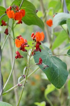 Growth on a runner bean vine, red flowers fade and bean pods begin to develop