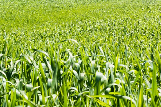 FIeld of young wheat in spring on the sunny day