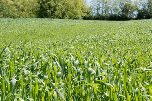 FIeld of young wheat in spring on the sunny day