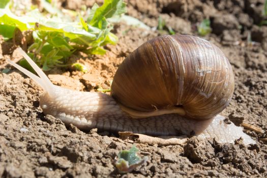 Snail on the dirt in search for food. Sunny day