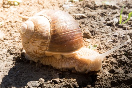 Snail on the dirt in search for food. Sunny day