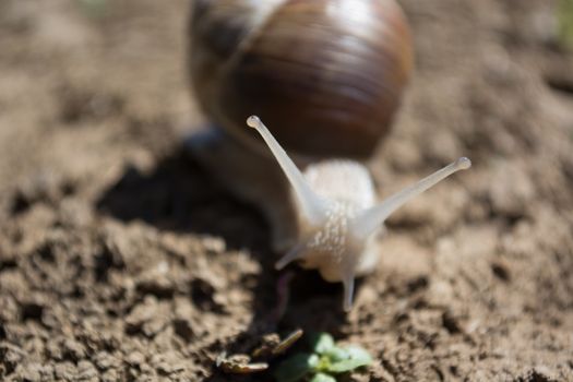 Snail on the dirt in search for food. Sunny day