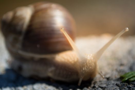 Snail on the dirt in search for food. Sunny day