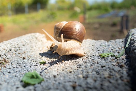 Snail on the concrete block in search for food. Sunny day