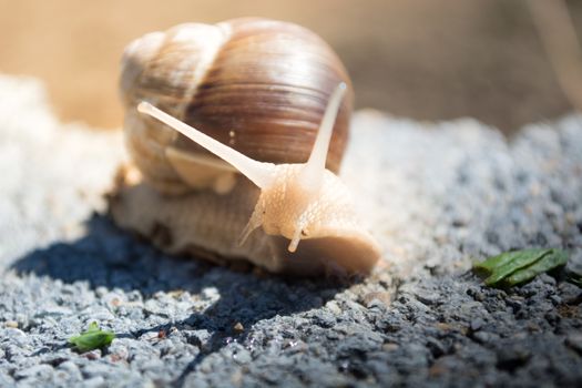 Snail on the dirt in search for food. Sunny day