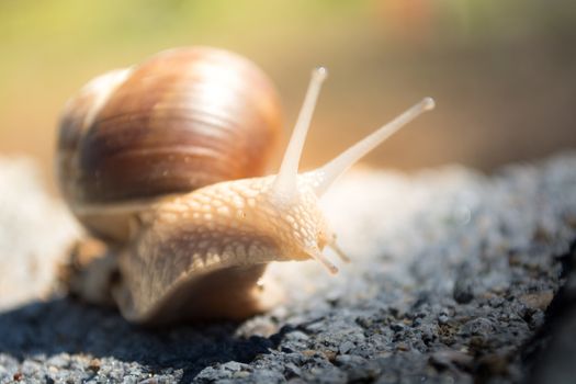 Snail on the concrete block in search for food. Sunny day