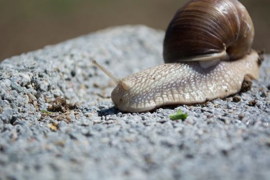 Snail on the concrete block in search for food. Sunny day