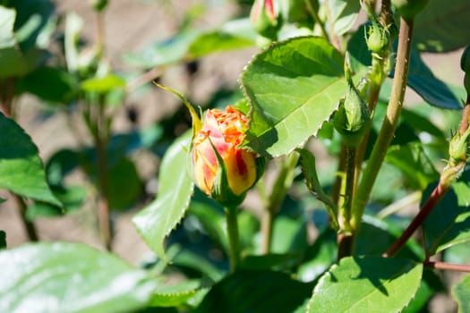 Closeup of reddish rose bud in the garden