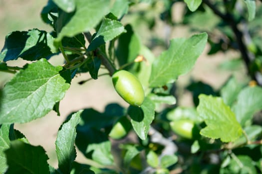 Branch of plum tree with green unripe fruits on a sunny day