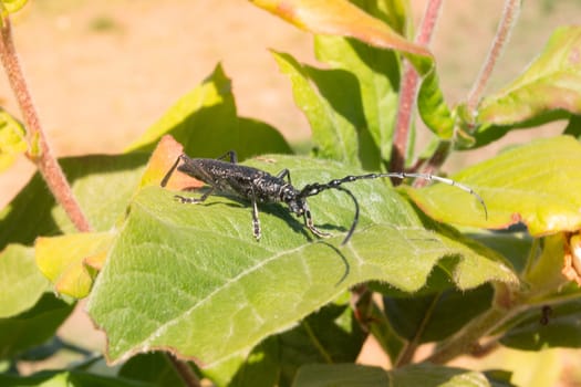 Bug with long antennas sitting on a tree leaf