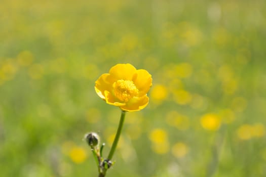 Yellow flower with the blurred folwer field in the background